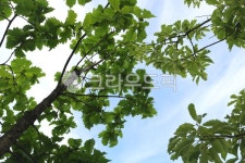 신갈나무, 나무, 도토리, 식물, 자연, 사진,이미지,일러스트,캘리그라피 - 청랑작가 크라우드픽 - 저작권 걱정 없는 상업용 이미지