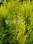 율마, plant, 식물, 나무, 초목, 사진,이미지,일러스트,캘리그라피 - 파파티작가 크라우드픽 - 저작권 걱정 없는 상업용 이미지