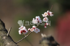 매화꽃, 매화나무, 꽃, 식물, 매화나무꽃, 사진,이미지,일러스트,캘리그라피 - 보는대로담다작가 크라우드픽 - 저작권 걱정 없는 상업용 이미지