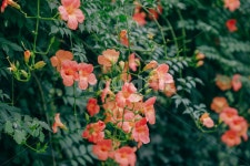 자연, 식물, 꽃, flower, 능소화, 사진,이미지,일러스트,캘리그라피 - 이상범이라고합니다작가 크라우드픽 - 저작권 걱정 없는 상업용 이미지