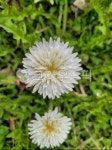 꽃, 하얀민들레, 흰색민들레, flower, 꽃잎, 사진,이미지,일러스트,캘리그라피 - 안트라 작가 크라우드픽 - 저작권 걱정 없는 상업용 이미지