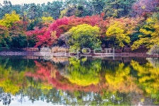 단풍, 반영, 단풍나무, 저수지, 가을, 사진,이미지,일러스트,캘리그라피 - 라파엘작가 크라우드픽 - 저작권 걱정 없는 상업용 이미지