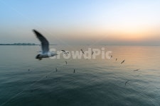 바다갈매기, 갈매기, seagull, 바다, 송도, 사진,이미지,일러스트,캘리그라피 - JCP작가 크라우드픽 - 저작권 걱정 없는 상업용 이미지