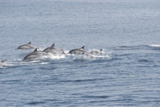 돌고래, 참돌고래, 동해, 바다, 고래, 사진,이미지,일러스트,캘리그라피 - 스트롱맨작가 크라우드픽 - 저작권 걱정 없는 상업용 이미지