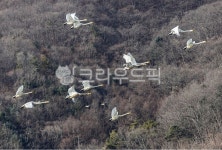 고니, 철새, 퇴촌, 경안천, 광주, 사진,이미지,일러스트,캘리그라피 - lhj59작가 크라우드픽 - 저작권 걱정 없는 상업용 이미지