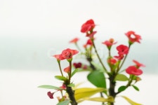 꽃, 플라워, flower, red, 레드, 사진,이미지,일러스트,캘리그라피 - pb이로작가 크라우드픽 - 저작권 걱정 없는 상업용 이미지
