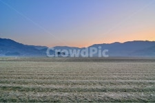 하동, 최참판, 부부송, 논, 박경리소설 사진, 이미지 - 시흥갈매기작가 가장 한국적인 스톡 사진 - 크라우드픽