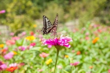 나비, 곤충, 생태공원, 자연, 공원, 사진,이미지,일러스트,캘리그라피 - Nksungou작가 크라우드픽 - 저작권 걱정 없는 상업용 이미지