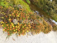 꽃, 서광, 메리골드, 식물, flower, 사진,이미지,일러스트,캘리그라피 - 스토리작가 크라우드픽 - 저작권 걱정 없는 상업용 이미지