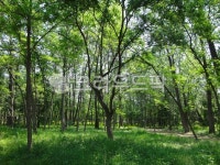 grove, 작은숲, nature, 자연, outdoors, 사진,이미지,일러스트,캘리그라피 - 영수길작가 크라우드픽 - 저작권 걱정 없는 상업용 이미지