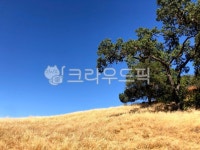 tree, 나무, plant, 식물, grassland, 사진,이미지,일러스트,캘리그라피 - 사공오팬트리작가 크라우드픽 - 저작권 걱정 없는 상업용 이미지