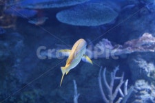 물고기, 어류, 한마리, 수족관, 일본, 사진,이미지,일러스트,캘리그라피 - 요로코롬작가 크라우드픽 - 저작권 걱정 없는 상업용 이미지