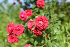 로즈, 장미, rose, 꽃, flower, 사진,이미지,일러스트,캘리그라피 - 모아씨작가 크라우드픽 - 저작권 걱정 없는 상업용 이미지