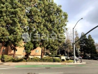 tree, 나무, plant, 식물, road, 사진,이미지,일러스트,캘리그라피 - 사공오팬트리작가 크라우드픽 - 저작권 걱정 없는 상업용 이미지