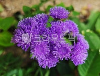 flower, 꽃, purple, 보라, 식물, 사진,이미지,일러스트,캘리그라피 - jydesign7작가 크라우드픽 - 저작권 걱정 없는 상업용 이미지