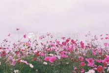 가을, 하늘, 코스모스, 꽃, 꽃밭, 사진,이미지,일러스트,캘리그라피 - arosu작가 크라우드픽 - 저작권 걱정 없는 상업용 이미지