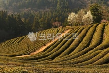 rural, 농촌, farm, 농장, nature, 사진,이미지,일러스트,캘리그라피 - 영산공작가 크라우드픽 - 저작권 걱정 없는 상업용 이미지