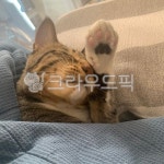냥이, 고양이, 고등어냥이, 집고양이, 귀여운고양이, 사진,이미지,일러스트,캘리그라피 - 돼지날다작가 크라우드픽 - 저작권 걱정 없는 상업용 이미지