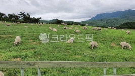 farm, 농장, nature, 자연, pasture, 사진,이미지,일러스트,캘리그라피 - 혜리블리작가 크라우드픽 - 저작권 걱정 없는 상업용 이미지