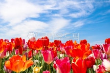 꽃, 꽃과구름, 빨간뷸립, 주황뷸립, 뷸립, 사진,이미지,일러스트,캘리그라피 - Nwiz9714작가 크라우드픽 - 저작권 걱정 없는 상업용 이미지