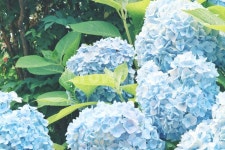 수국, 꽃, flower, hydrangea, 식물, 사진,이미지,일러스트,캘리그라피 - bomna작가 크라우드픽 - 저작권 걱정 없는 상업용 이미지