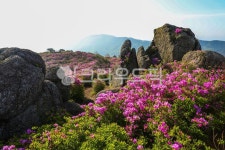 철쭉, 철쭉꽃, 붉은꽃, 초암산, 전남보성초암산, 사진,이미지,일러스트,캘리그라피 - 오륙도열이작가 크라우드픽 - 저작권 걱정 없는 상업용 이미지