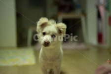 강아지, 똥개, 애완견, dog, 멍멍이, 사진,이미지,일러스트,캘리그라피 - 도막사라무작가 크라우드픽 - 저작권 걱정 없는 상업용 이미지