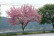 벚꽃, 겹벚꽃, 봄, 가로수, 조경, 사진,이미지,일러스트,캘리그라피 - Nkhd0192작가 크라우드픽 - 저작권 걱정 없는 상업용 이미지