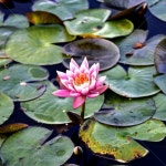 연꽃, 수련, 핑크, 꽃, flower, 사진,이미지,일러스트,캘리그라피 - Cow Lee작가 크라우드픽 - 저작권 걱정 없는 상업용 이미지