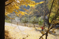 은행나무, 단풍, 가로수길, 노란단풍, 가을바람, 사진,이미지,일러스트,캘리그라피 - eco3228작가 크라우드픽 - 저작권 걱정 없는 상업용 이미지