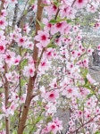 삶을디자인하다봄꽃 | 봄, 꽃, plant, 식물, flower, 사진,이미지,일러스트,캘리그라피 - 클릭디자인작가 크라우드픽 - 저작권 걱정 없는 상업용 이미지