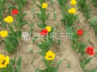 꽃, 식물, 자연, 풍경, flower, 사진,이미지,일러스트,캘리그라피 - Nskawl1101작가 크라우드픽 - 저작권 걱정 없는 상업용 이미지