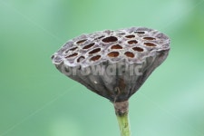 연씨, 씨, 연밥, 연, 연자, 사진,이미지,일러스트,캘리그라피 - 산사람작가 크라우드픽 - 저작권 걱정 없는 상업용 이미지