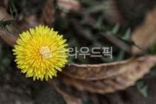 봄, 꽃, 민들레, 노란꽃, 풀꽃, 사진,이미지,일러스트,캘리그라피 - 감성담다작가 크라우드픽 - 저작권 걱정 없는 상업용 이미지