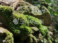 moss, 이끼, 그린, 초록, green, 사진,이미지,일러스트,캘리그라피 - anna413작가 크라우드픽 - 저작권 걱정 없는 상업용 이미지