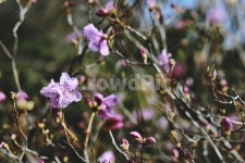 홍매화, flower, pink, tree, apricotflower, 사진,이미지,일러스트,캘리그라피 - pionis작가 크라우드픽 - 저작권 걱정 없는 상업용 이미지