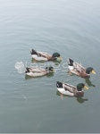 물오리, 청둥오리, bird, 물새, 오리, 사진,이미지,일러스트,캘리그라피 - lucidhee1020작가 크라우드픽 - 저작권 걱정 없는 상업용 이미지