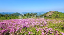 제암산, 철쭉, 철쭉꽃, 개화, 꽃, 사진,이미지,일러스트,캘리그라피 - cstrike작가 크라우드픽 - 저작권 걱정 없는 상업용 이미지