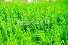 plant, 식물, grass, 잔디, lawn, 사진,이미지,일러스트,캘리그라피 - 소현사랑작가 크라우드픽 - 저작권 걱정 없는 상업용 이미지