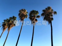 tree, 나무, plant, 식물, palmtree, 사진,이미지,일러스트,캘리그라피 - 사공오팬트리작가 크라우드픽 - 저작권 걱정 없는 상업용 이미지