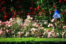 순천만국가정원1호, 테마공원, 자연생태공원, 자연, 옥외, 사진,이미지,일러스트,캘리그라피 - pandora4077작가 크라우드픽 - 저작권 걱정... 