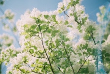 plant, 식물, tree, 나무, 이팝나무, 사진,이미지,일러스트,캘리그라피 - 지구도시락작가 크라우드픽 - 저작권 걱정 없는 상업용 이미지