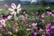 코스모스, 물방을, 가을, 전령사, 감성, 사진,이미지,일러스트,캘리그라피 - 천년향작가 크라우드픽 - 저작권 걱정 없는 상업용 이미지