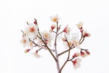 매화, 매화꽃, 백매화, 매화나무, 매실나무, 사진,이미지,일러스트,캘리그라피 - loveallyson작가 크라우드픽 - 저작권 걱정 없는 상업용 이미지