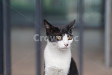 고양이, 얼룩이, 동물, 포유류, 펫, 사진,이미지,일러스트,캘리그라피 - Nmickey530작가 크라우드픽 - 저작권 걱정 없는 상업용 이미지