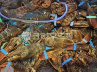 랍스터, food, sealife, 해양생물, seafood, 사진,이미지,일러스트,캘리그라피 - 작가 DREAM작가 크라우드픽 - 저작권 걱정 없는 상업용... 