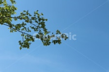 하늘, 나무, 초록, 파랑, 풍경, 사진,이미지,일러스트,캘리그라피 - 콩미작가 크라우드픽 - 저작권 걱정 없는 상업용 이미지