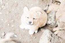 멍멍이, 강아지, 댕댕이, dog, 똥개, 사진,이미지,일러스트,캘리그라피 - b_sang작가 크라우드픽 - 저작권 걱정 없는 상업용 이미지