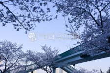 우장춘로, ujangchunro, flower, 꽃, cherryblossom, 사진,이미지,일러스트,캘리그라피 - fm규니작가 크라우드픽 - 저작권 걱정 없는... 