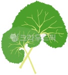 자연머금상떼힐점주 | 자연, 머위, 머위잎, 나물, 곰취, 사진,이미지,일러스트,캘리그라피 - namky0410작가 크라우드픽 - 저작권 걱정 없는 상업용 이미지